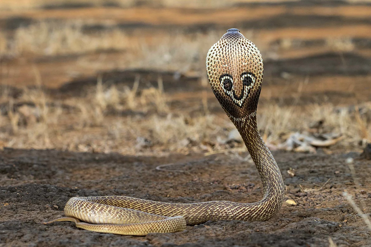 Змея очковая Кобра