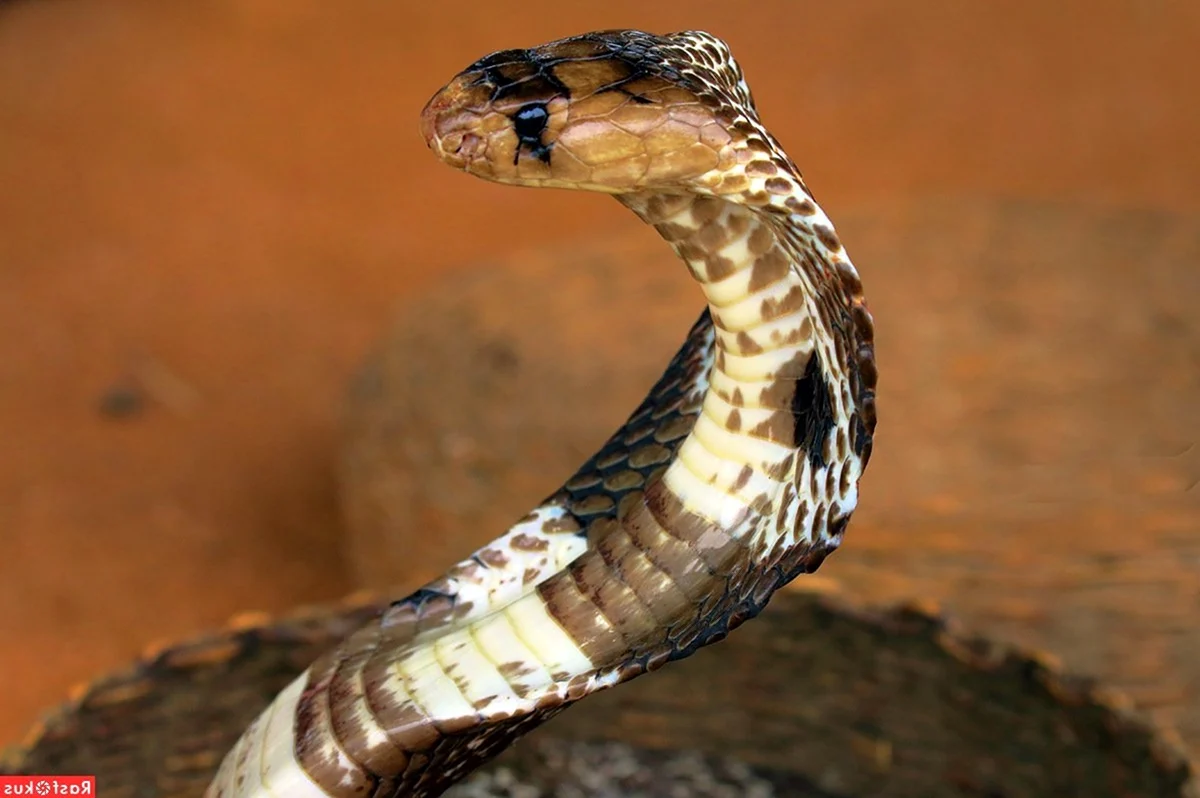 Змея очковая Кобра