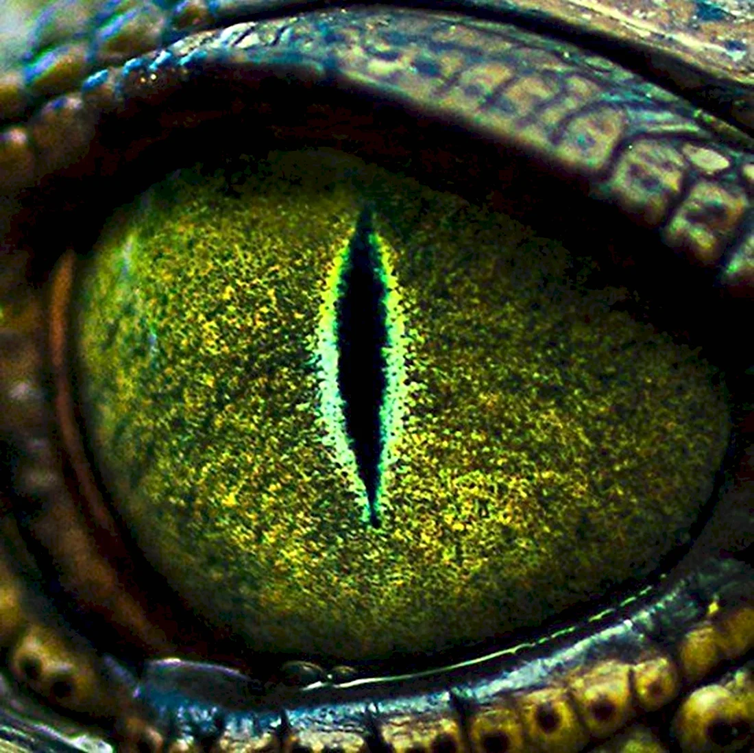 Змеиные глаза