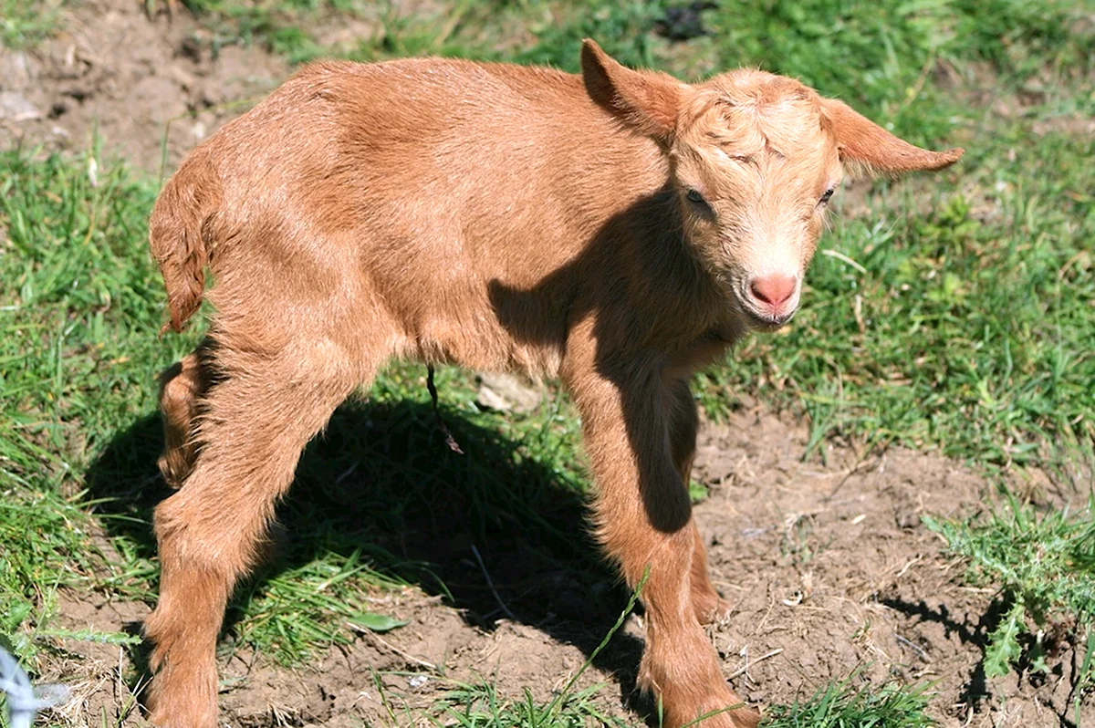 Золотая Гернсийская коза