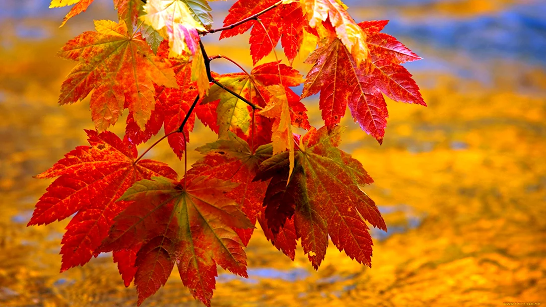 Золотая осень кленовые листья