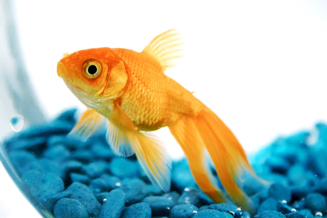 Золотая рыбка поздравление