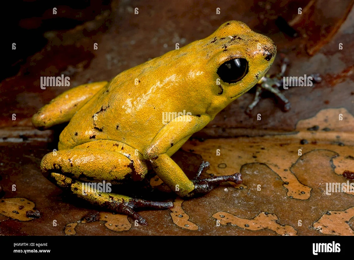 Золотая жаба вымершая