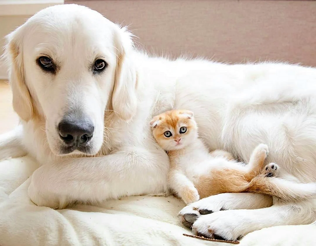 Золотистый ретривер и кот