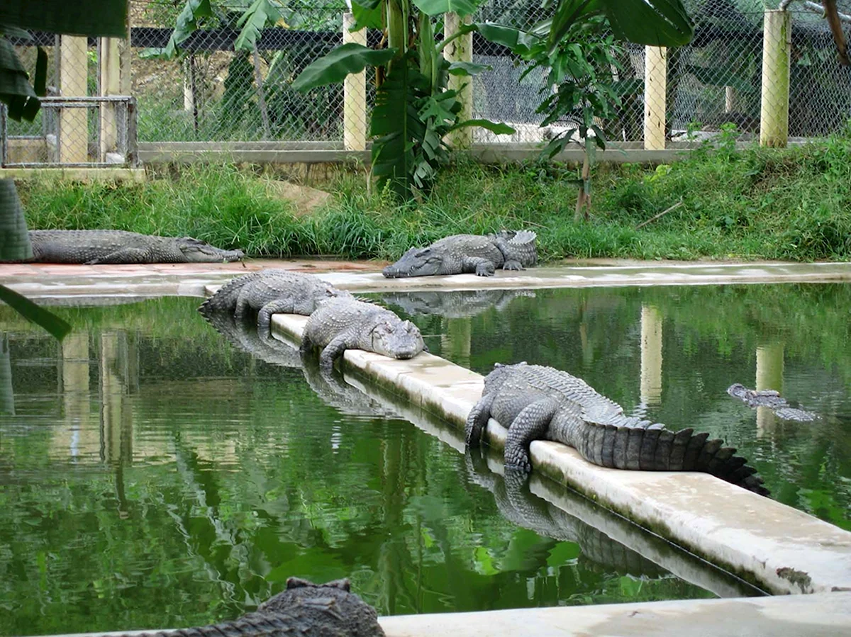 Зоопарк бассейн с крокодилами