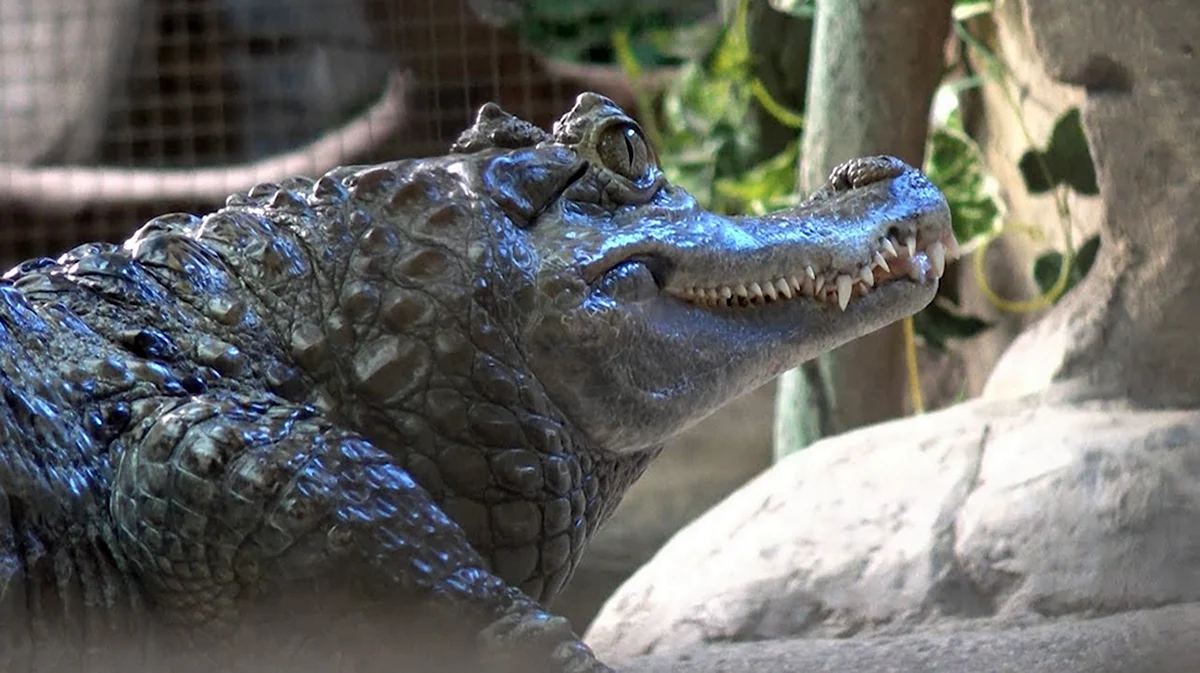 Зоопарк Казанский крокодилы