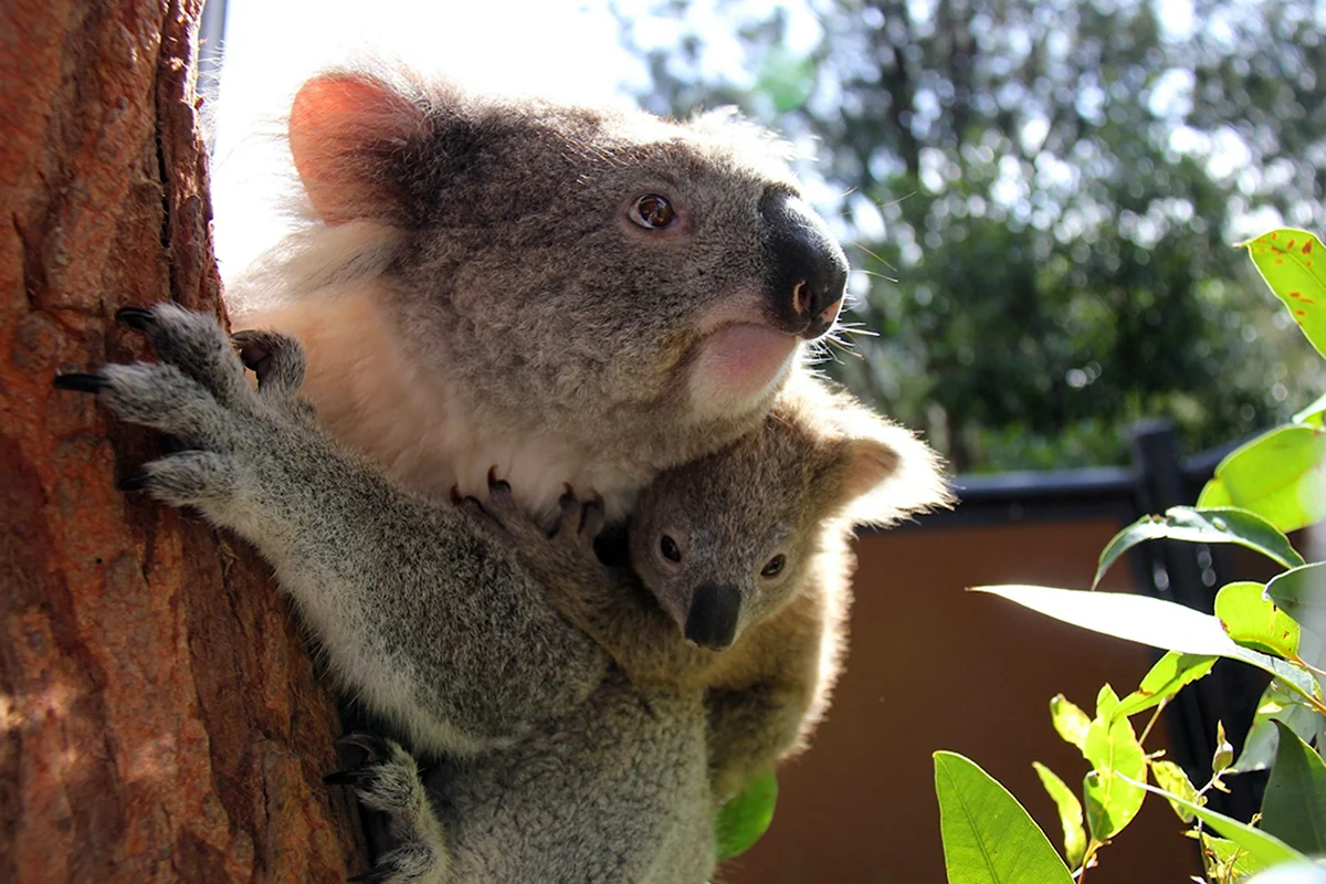 Зоопарк Таронга коалы