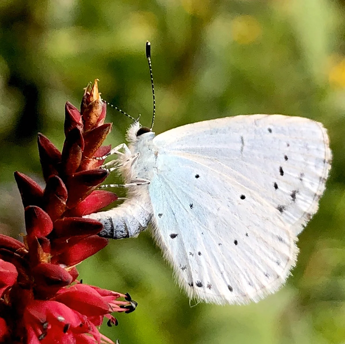 Зорька белая бабочка