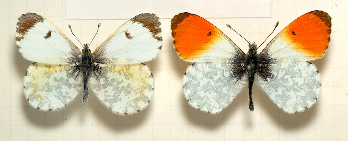 Зорька самец бабочка