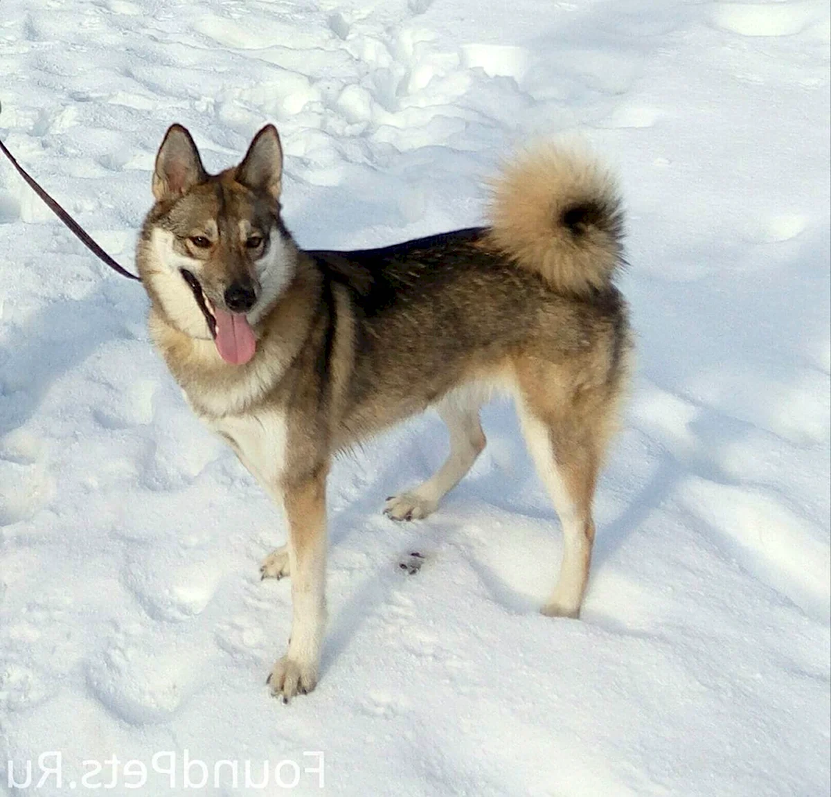 Лайка западно сибирские авито. Западно Сибирская лайка. ЗСЛ лайка. Западносибирская лайка лайки. Лайка заподносибирская.