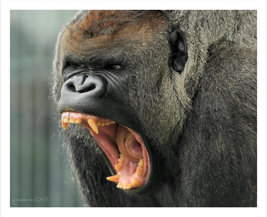 Зубы гориллы