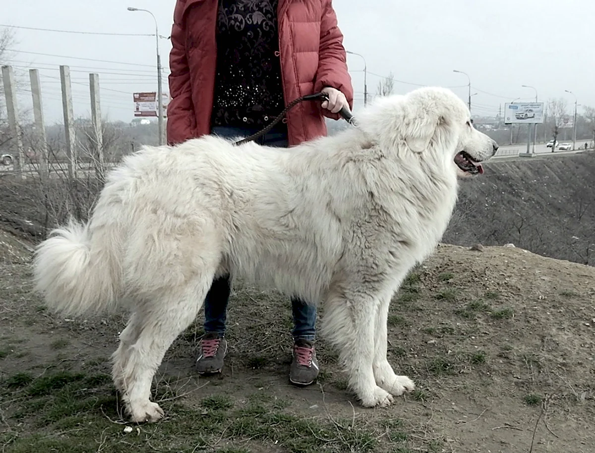 Зуриона большая Пиренейская Горная собака