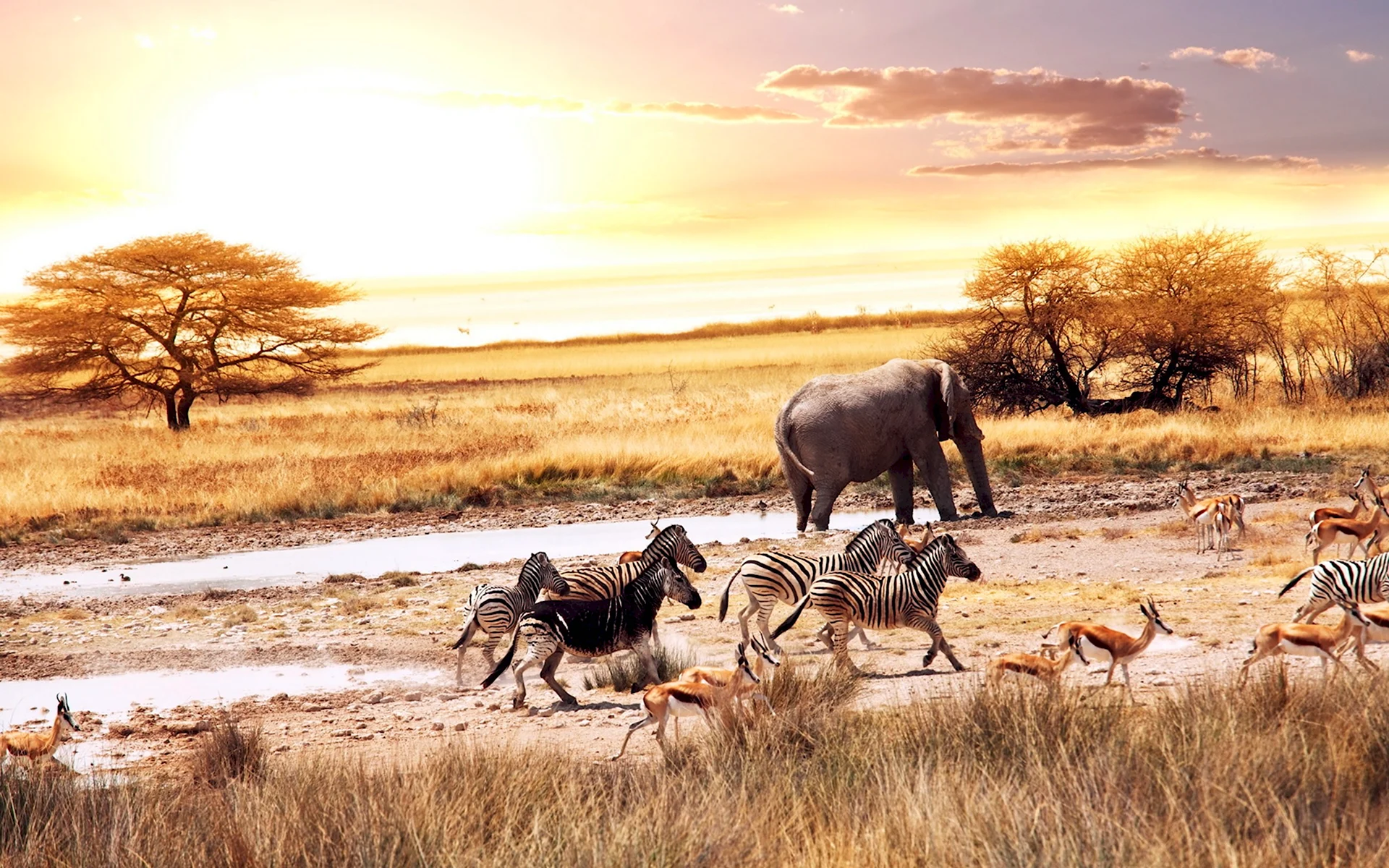Африка Саванна дикий мир животных