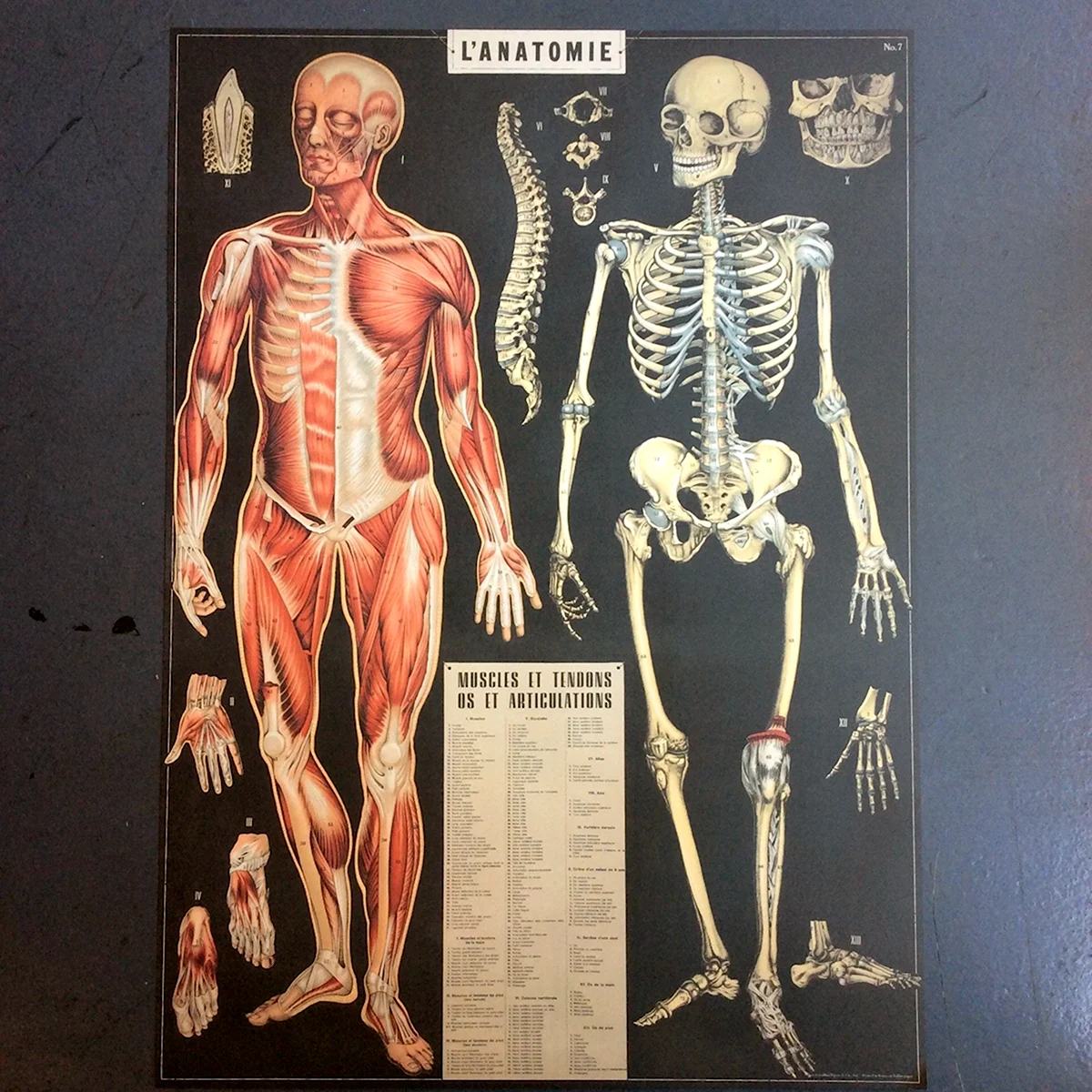 Анатомические плакаты