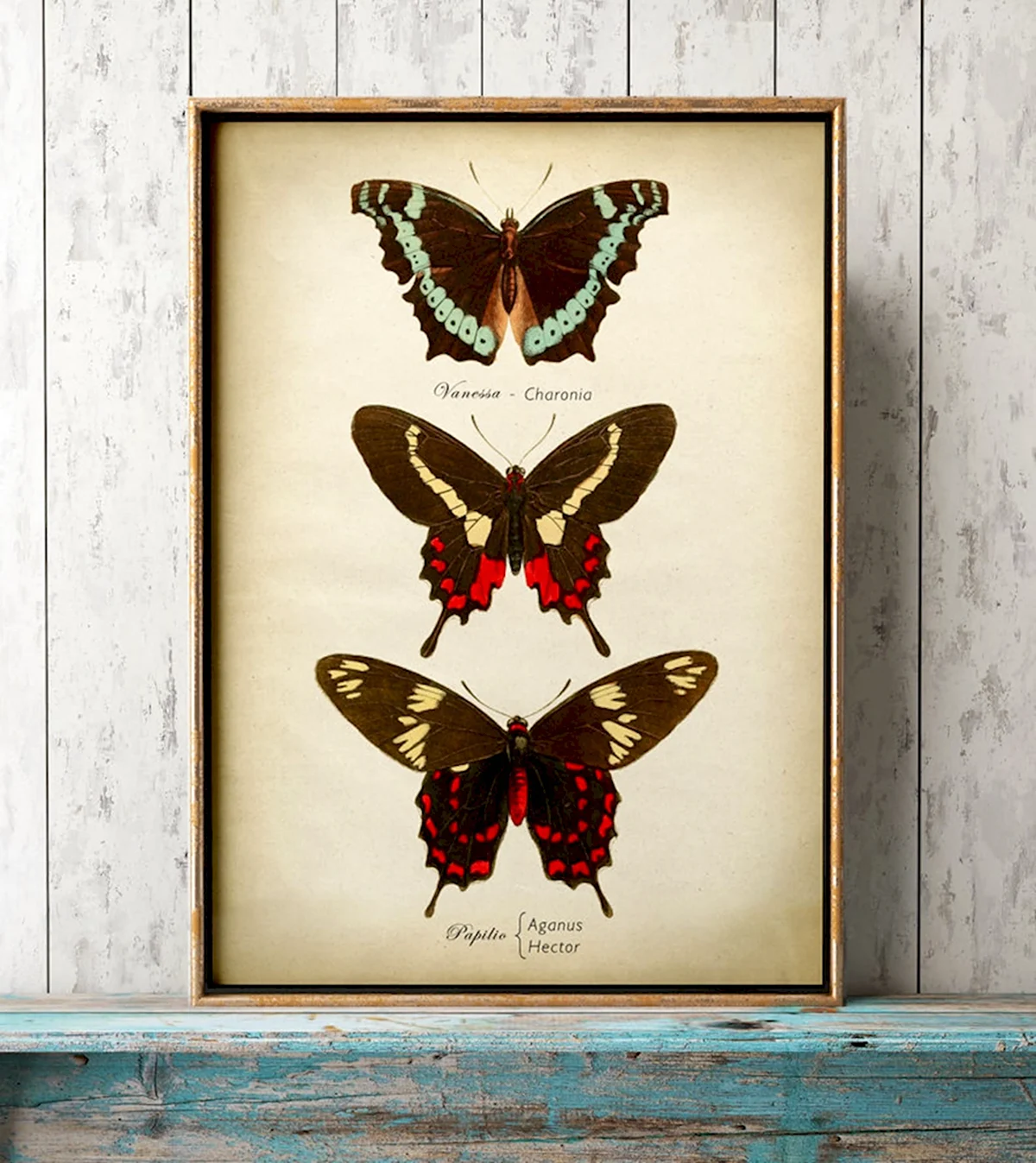 Бабочки плакат