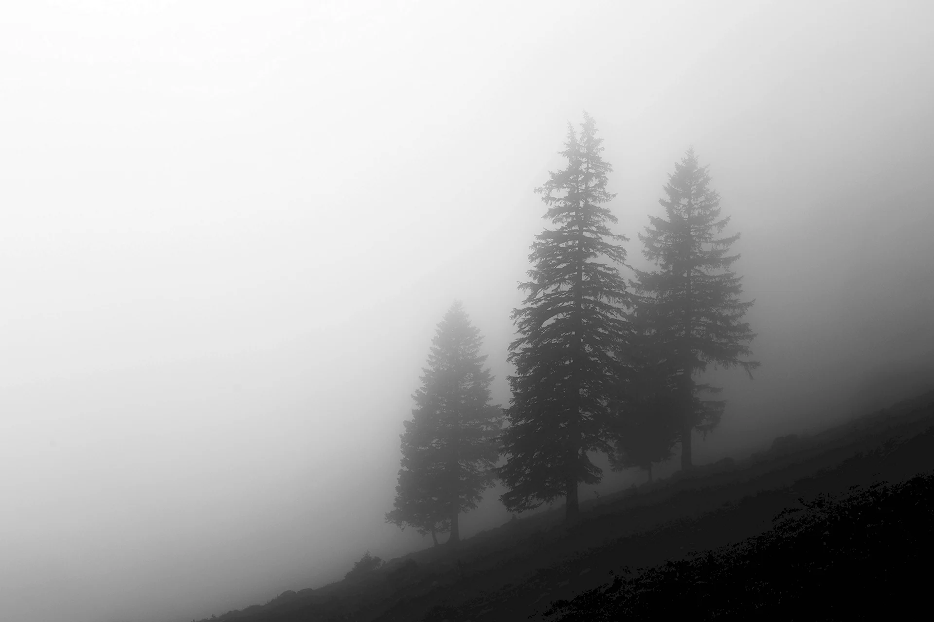 Черный лес в тумане