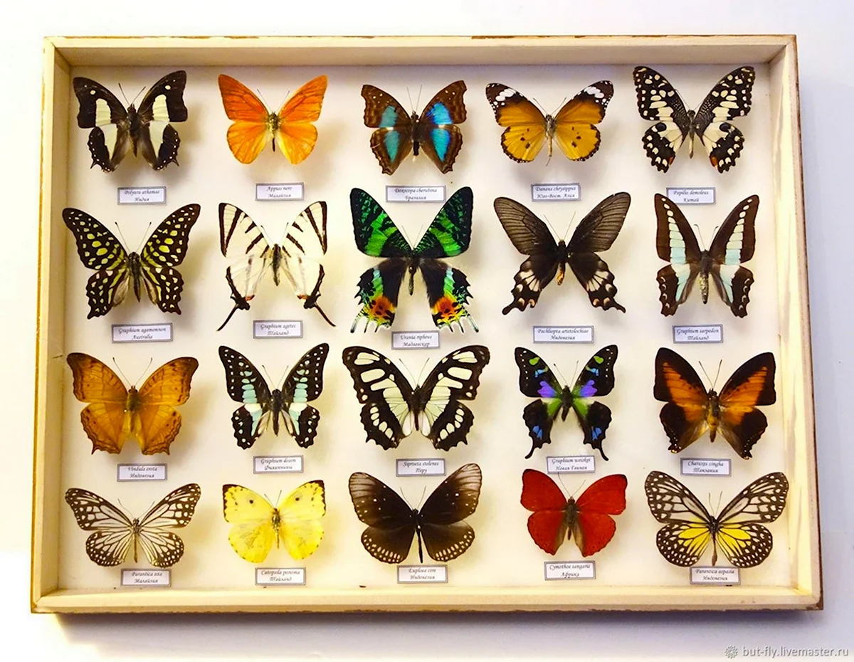 Энтомологическая коллекция бабочек