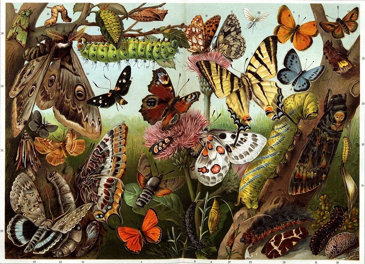 Энтомология насекомые