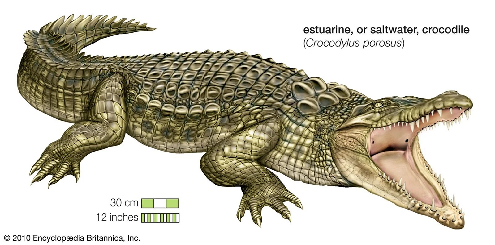 Эволюция крокодилов