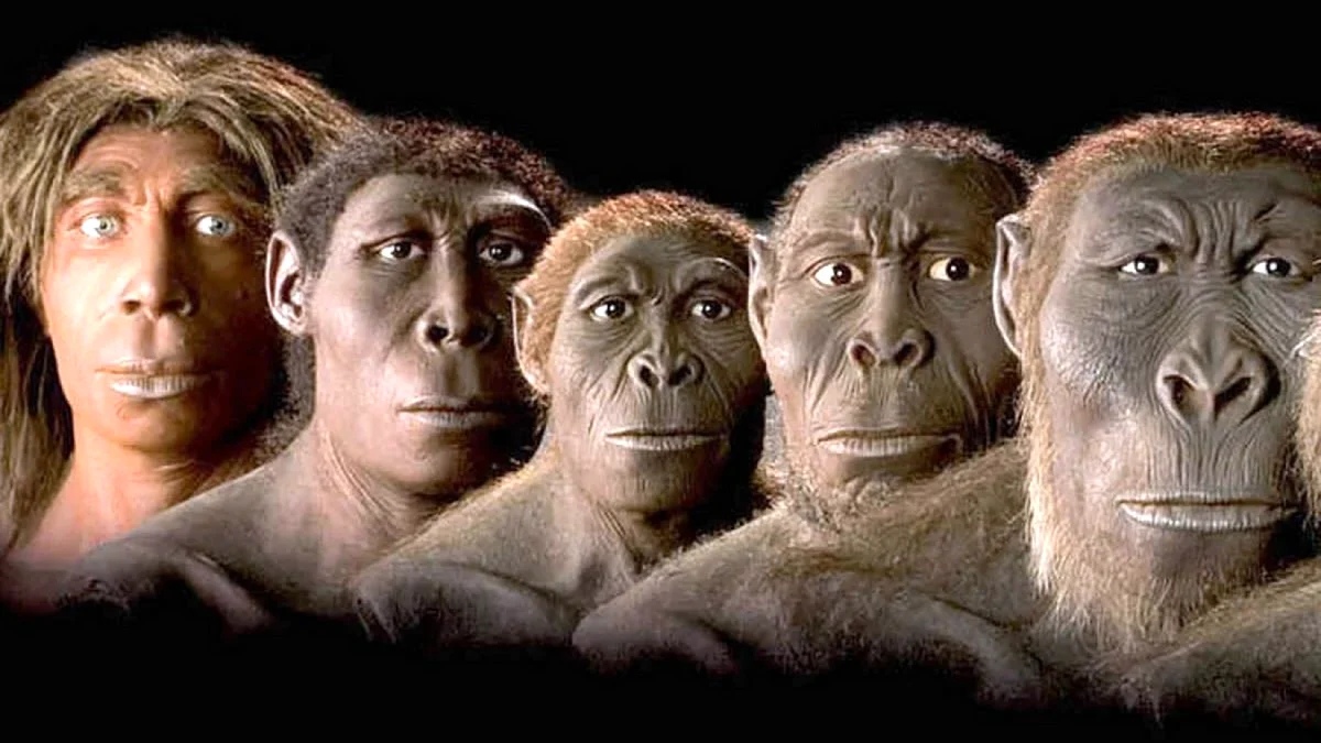 Эволюция обезьяны