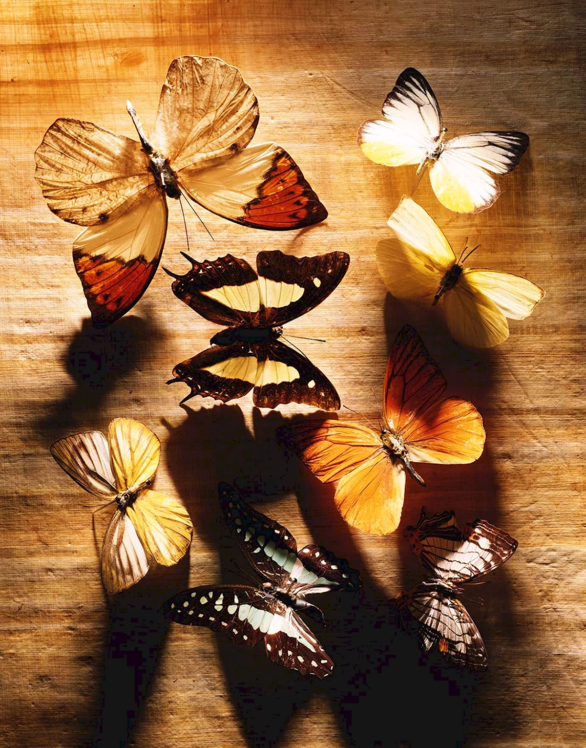 Фреска с бабочками