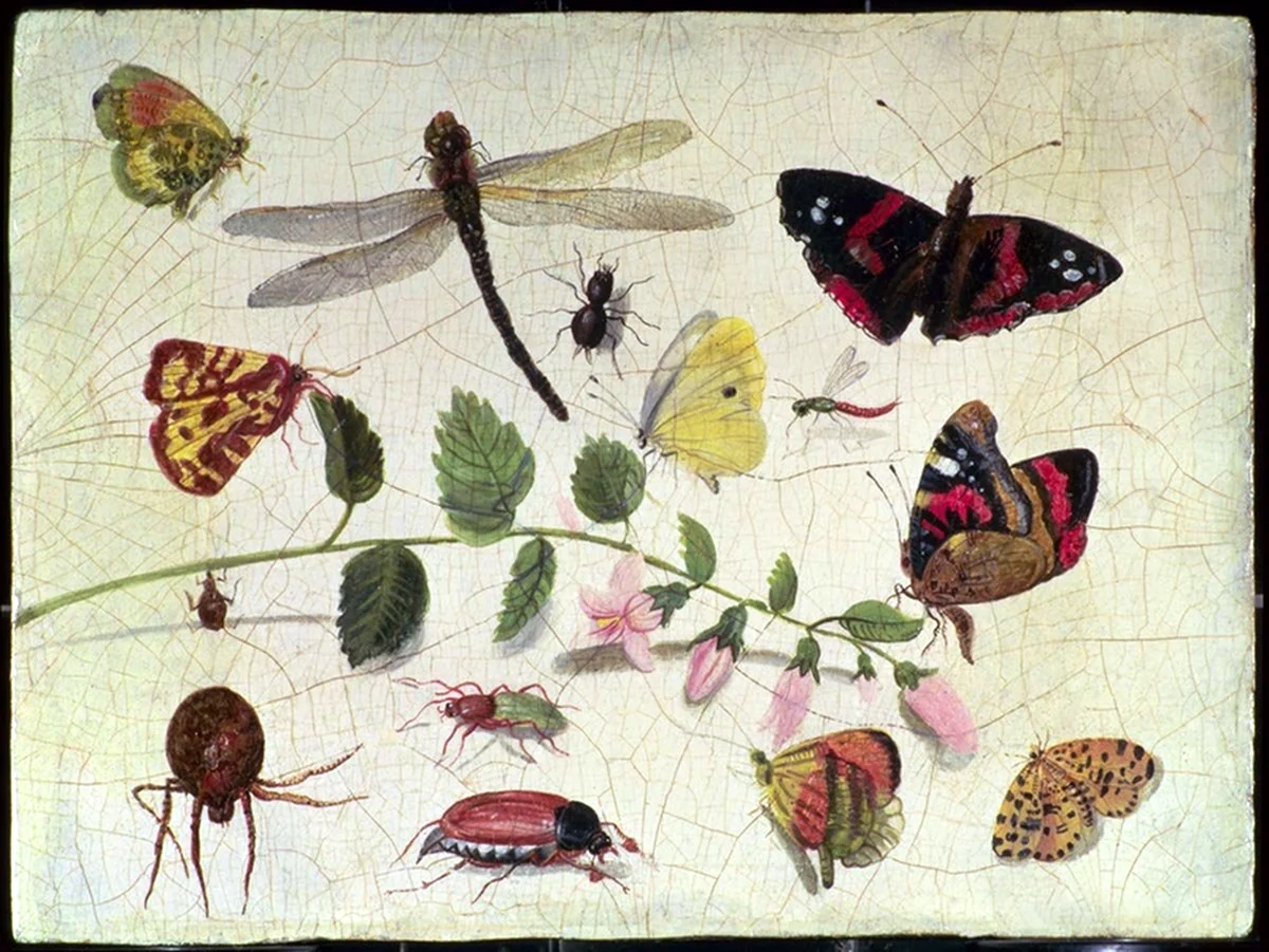 Ян Ван Кессель. Насекомые и ягоды. 1617.
