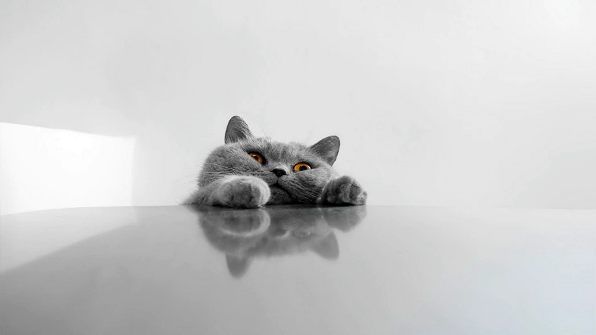 Хмурый серый кот
