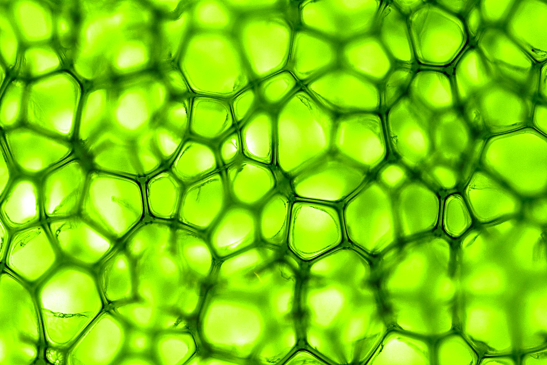 Клетка хлорофилл под микроскопом
