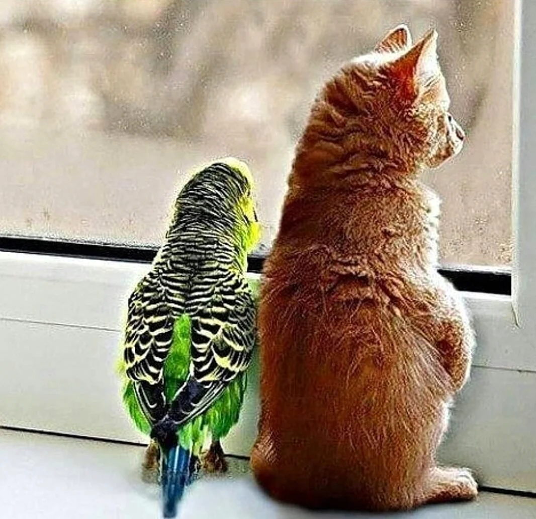 Котенок и попугай