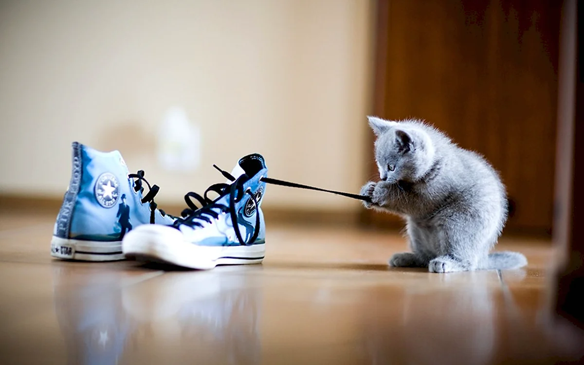 Котенок в кроссовках