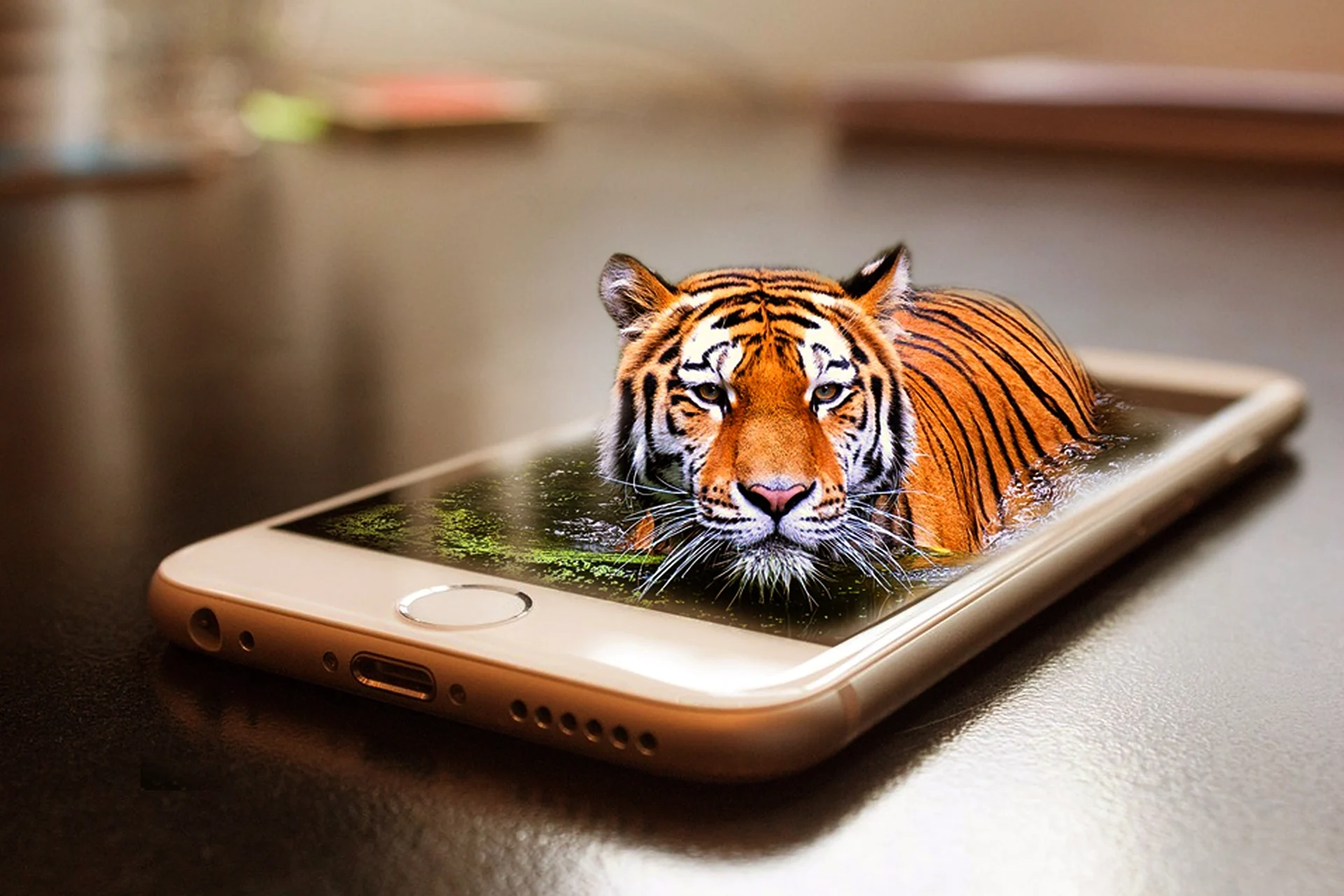 Креативный тигр