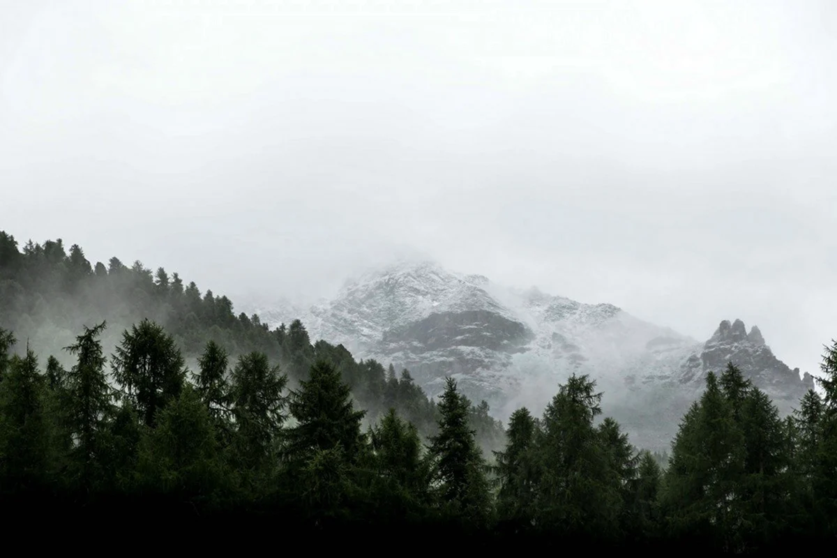 Лес туман горы Швейцария