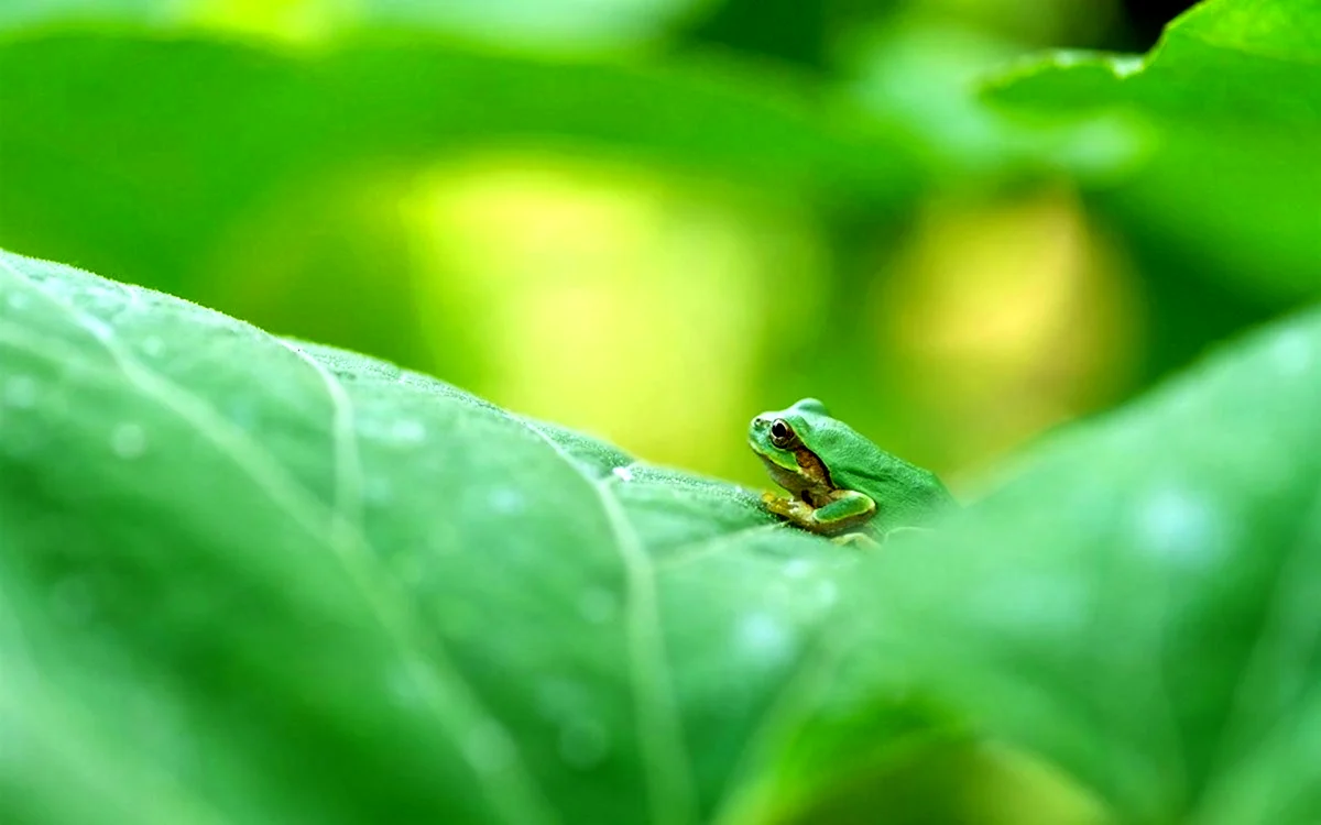 Лягушка на зеленом фоне