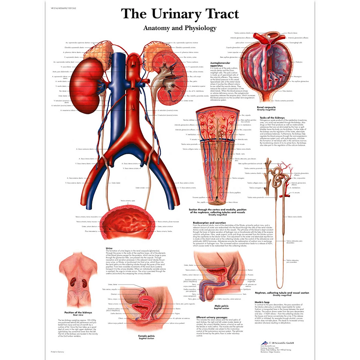 Мочевые пути анатомия и физиология