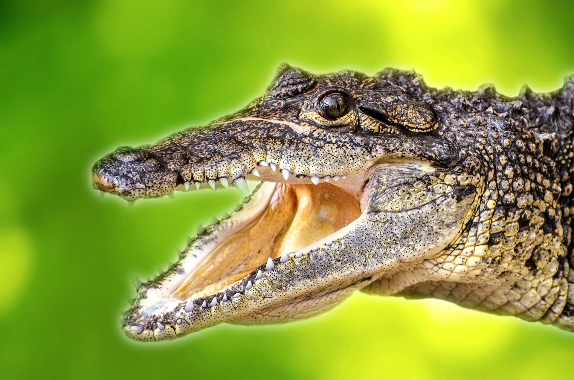 Морда нильского крокодила