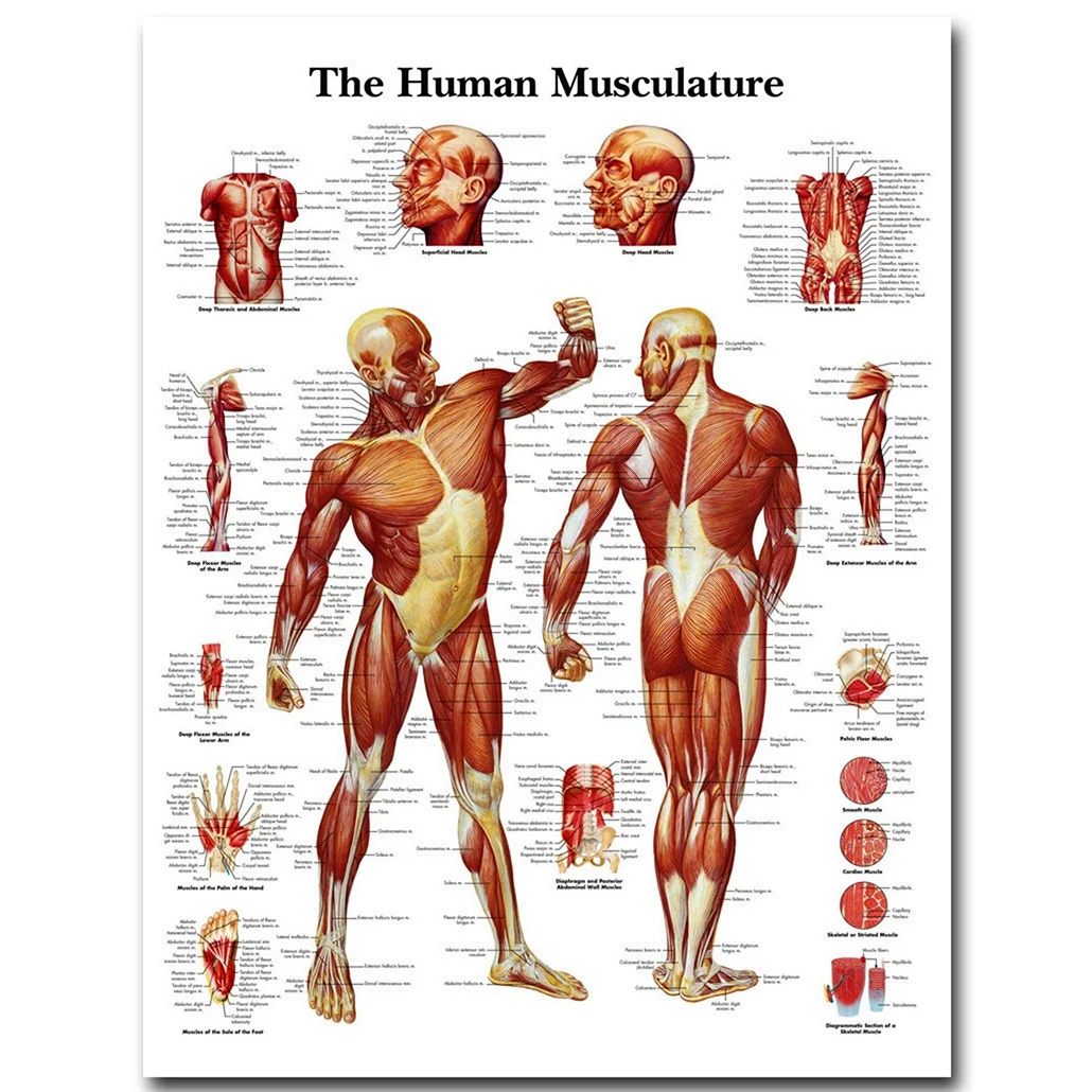 Мышечная система человека анатомия
