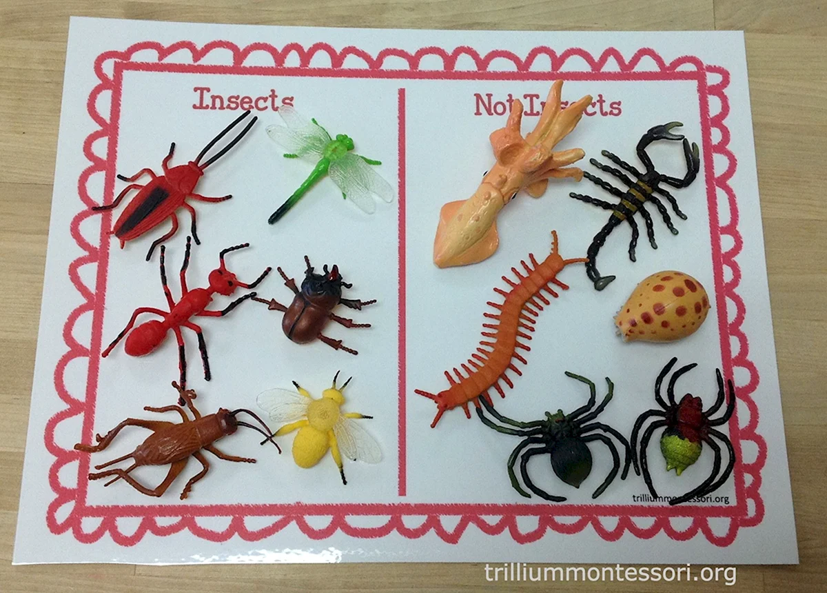 Настольная игра насекомые для детей
