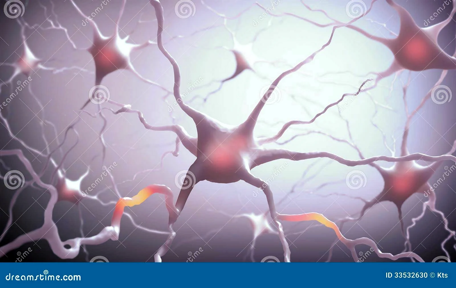 Нейрон изнутри