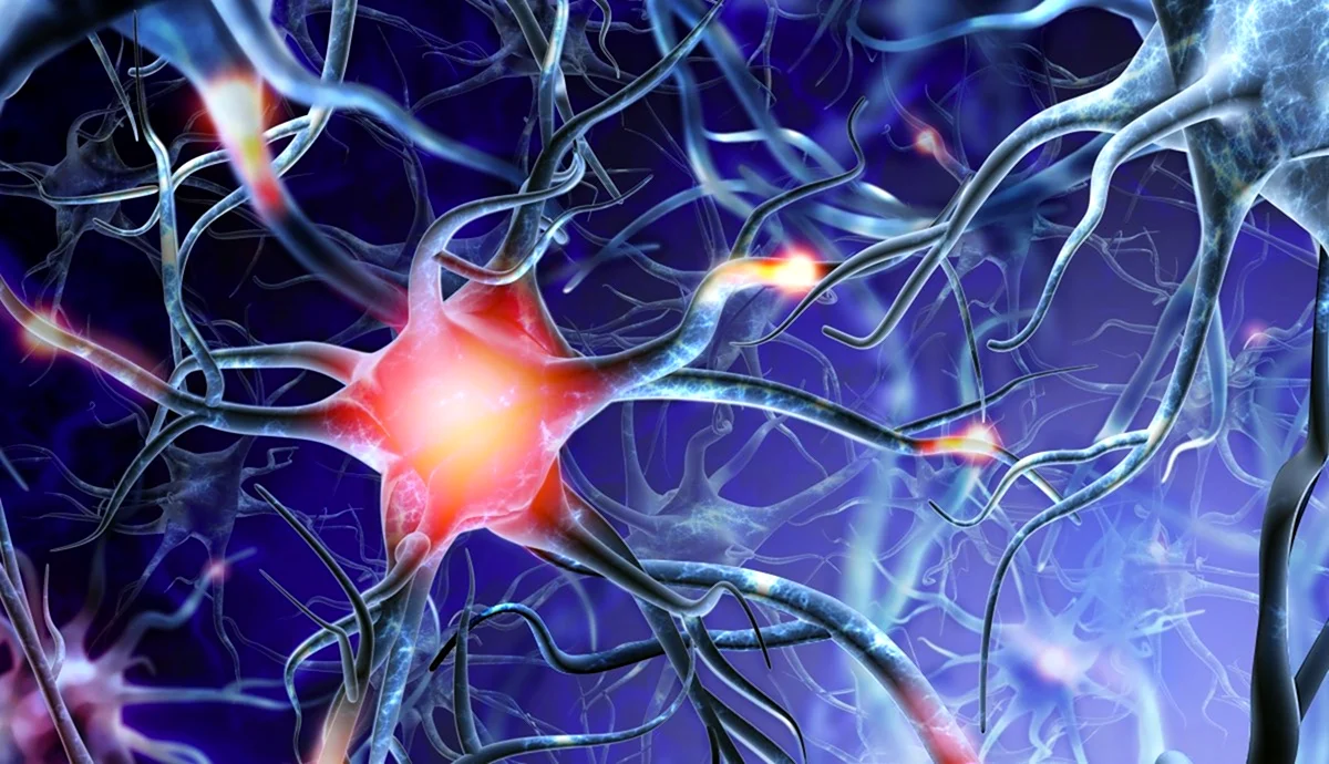 Нейрон клетка головного мозга