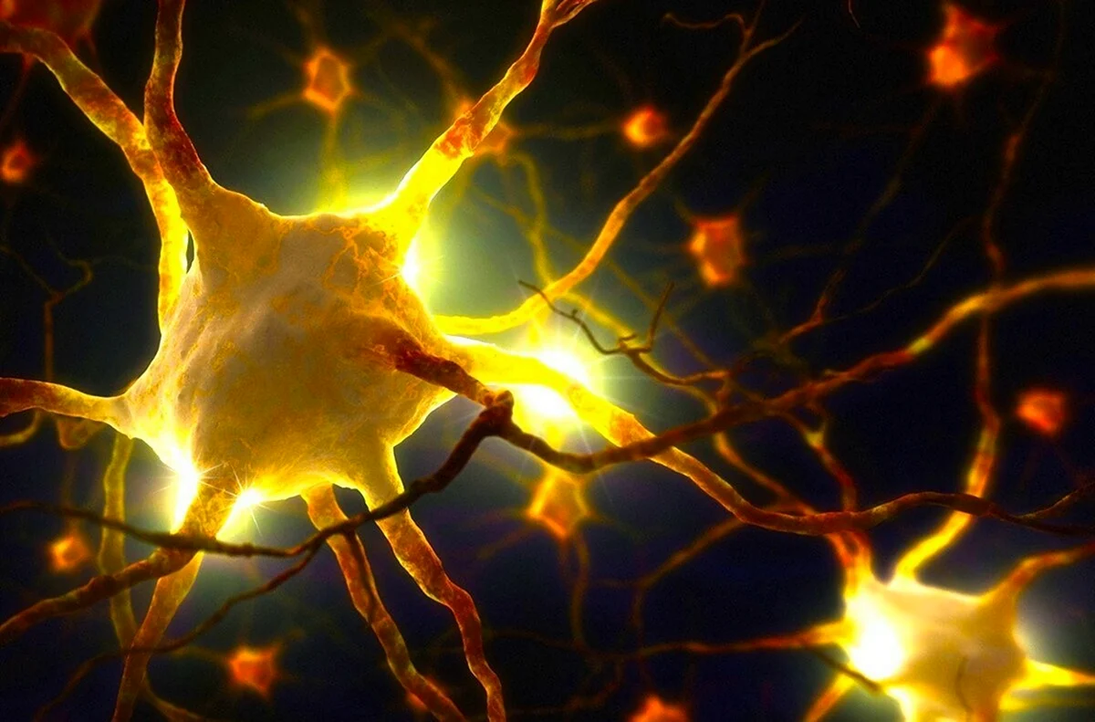 Нейронные клетки головного мозга