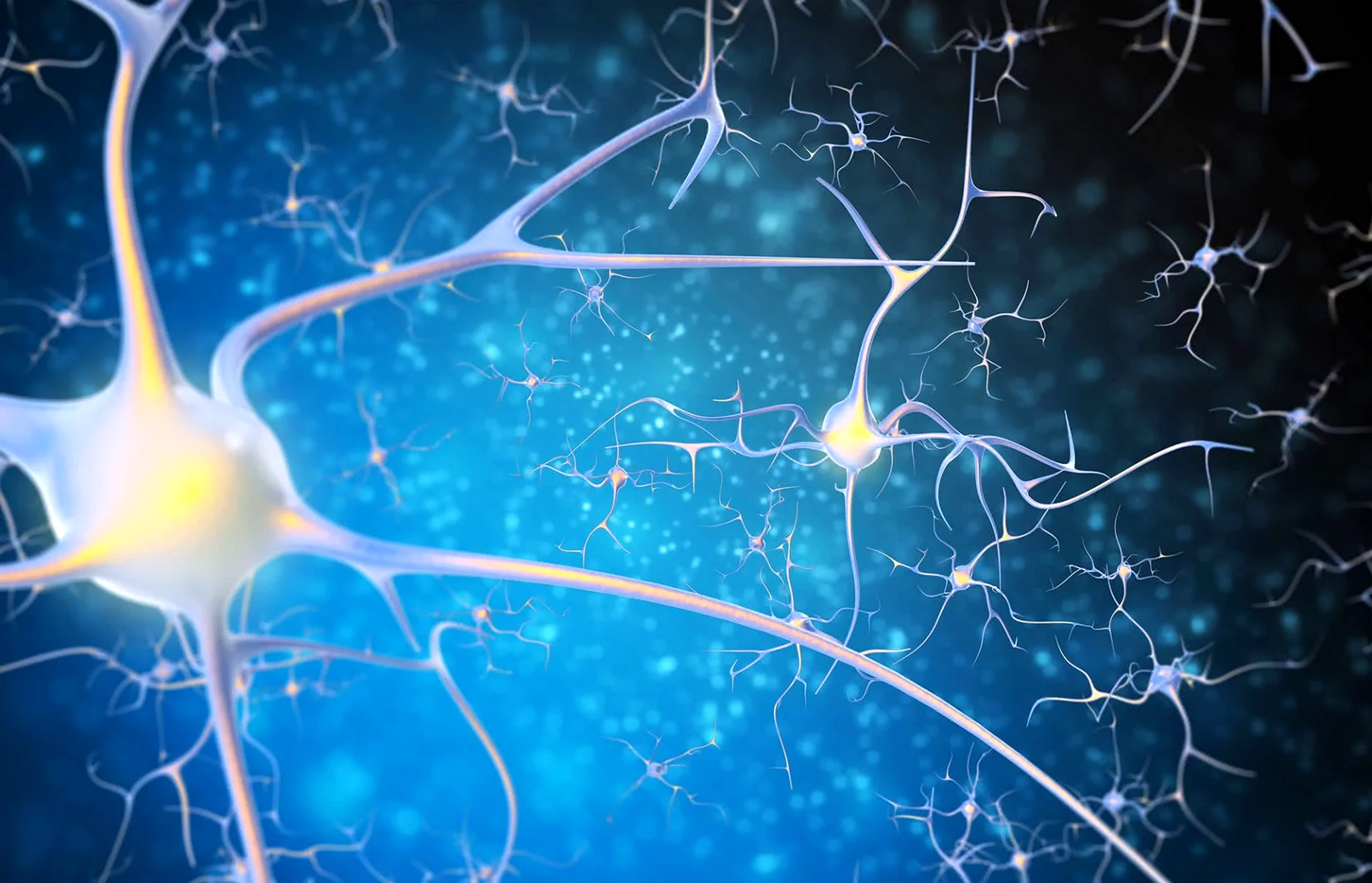 Нейронные связи головного мозга