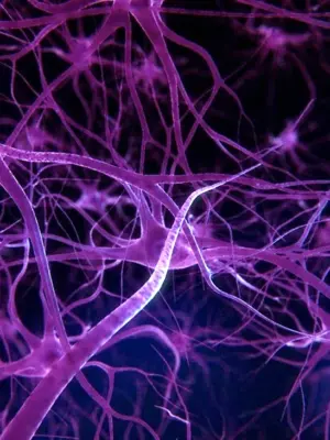Нейроны и синапсы головного мозга