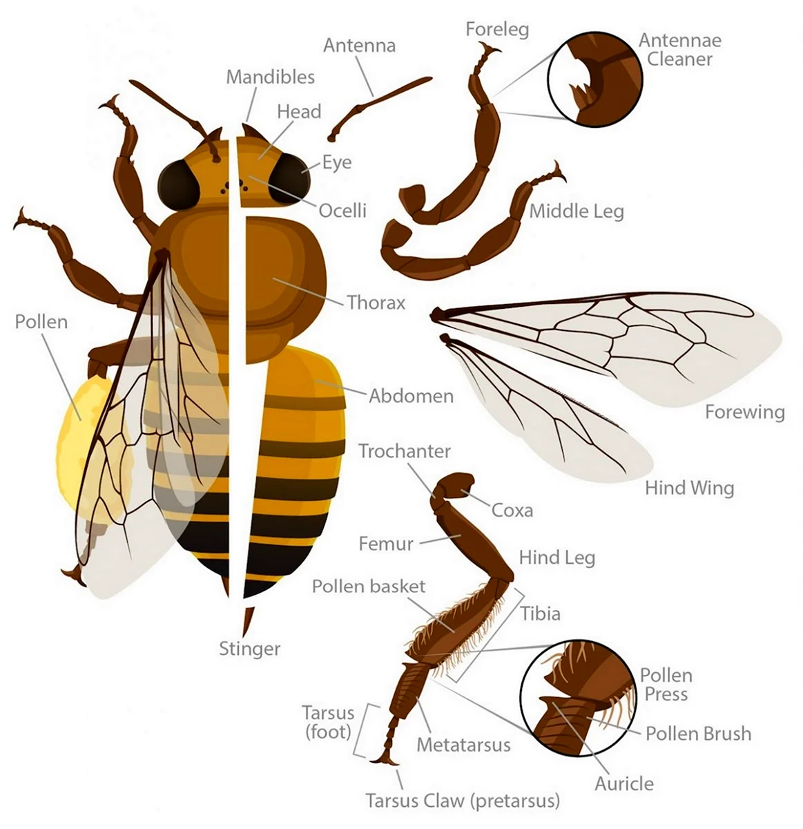 Пчела строение тела схема