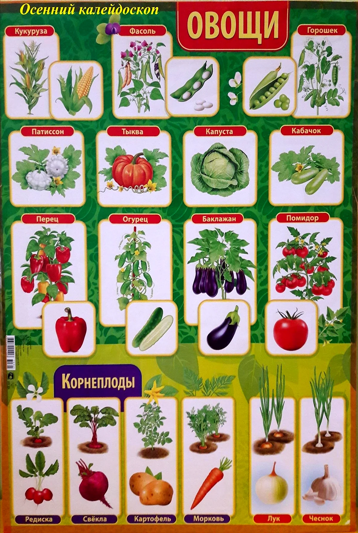 Плакат овощи для детского сада