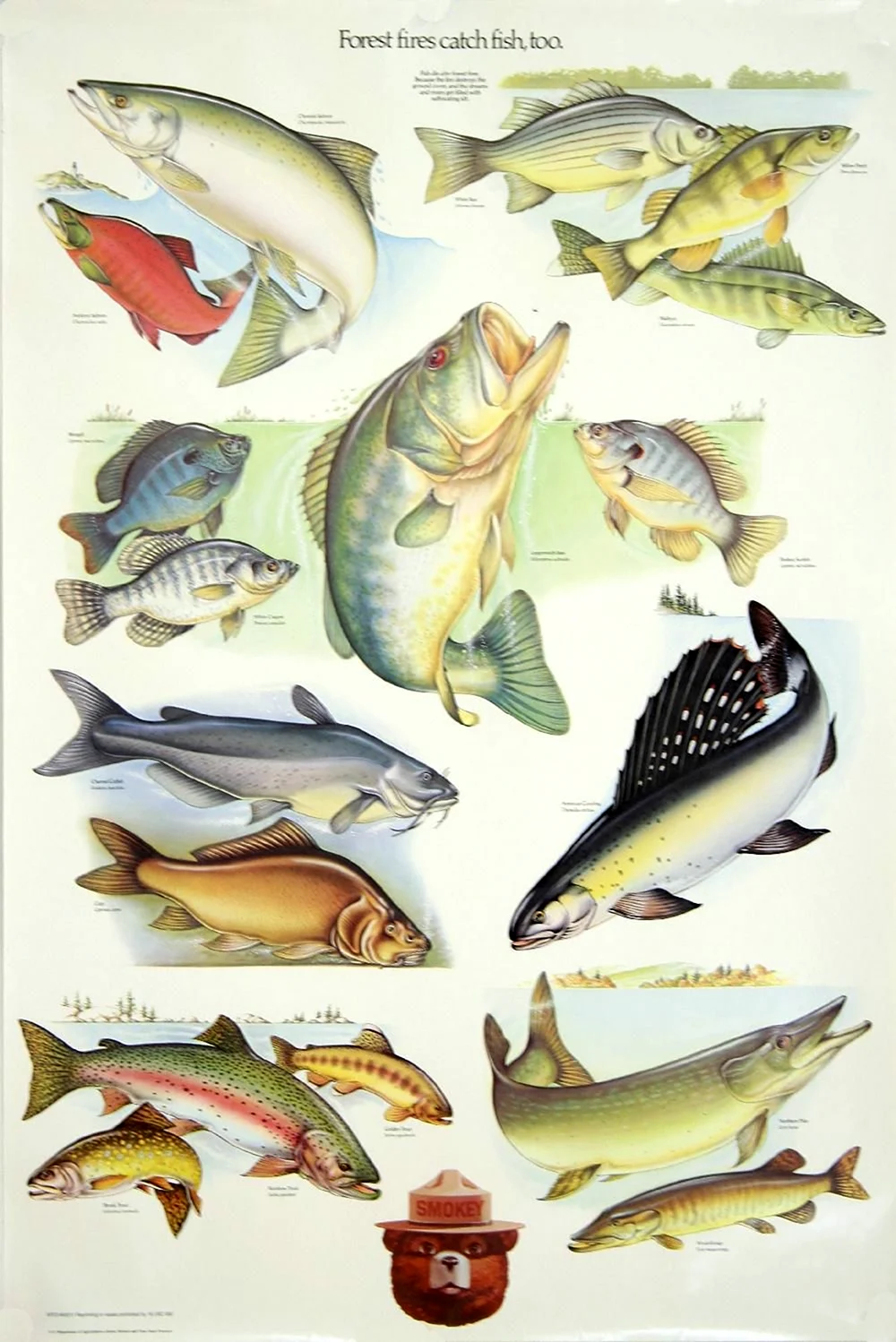 Плакат. Рыбы