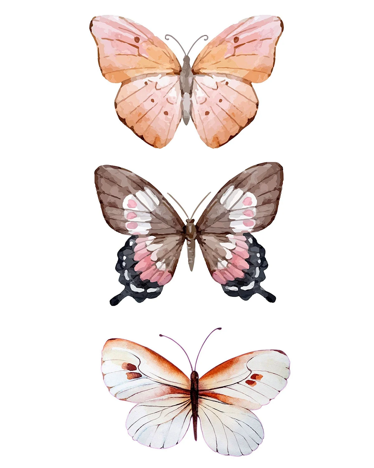 Постер нарисованный бабочка