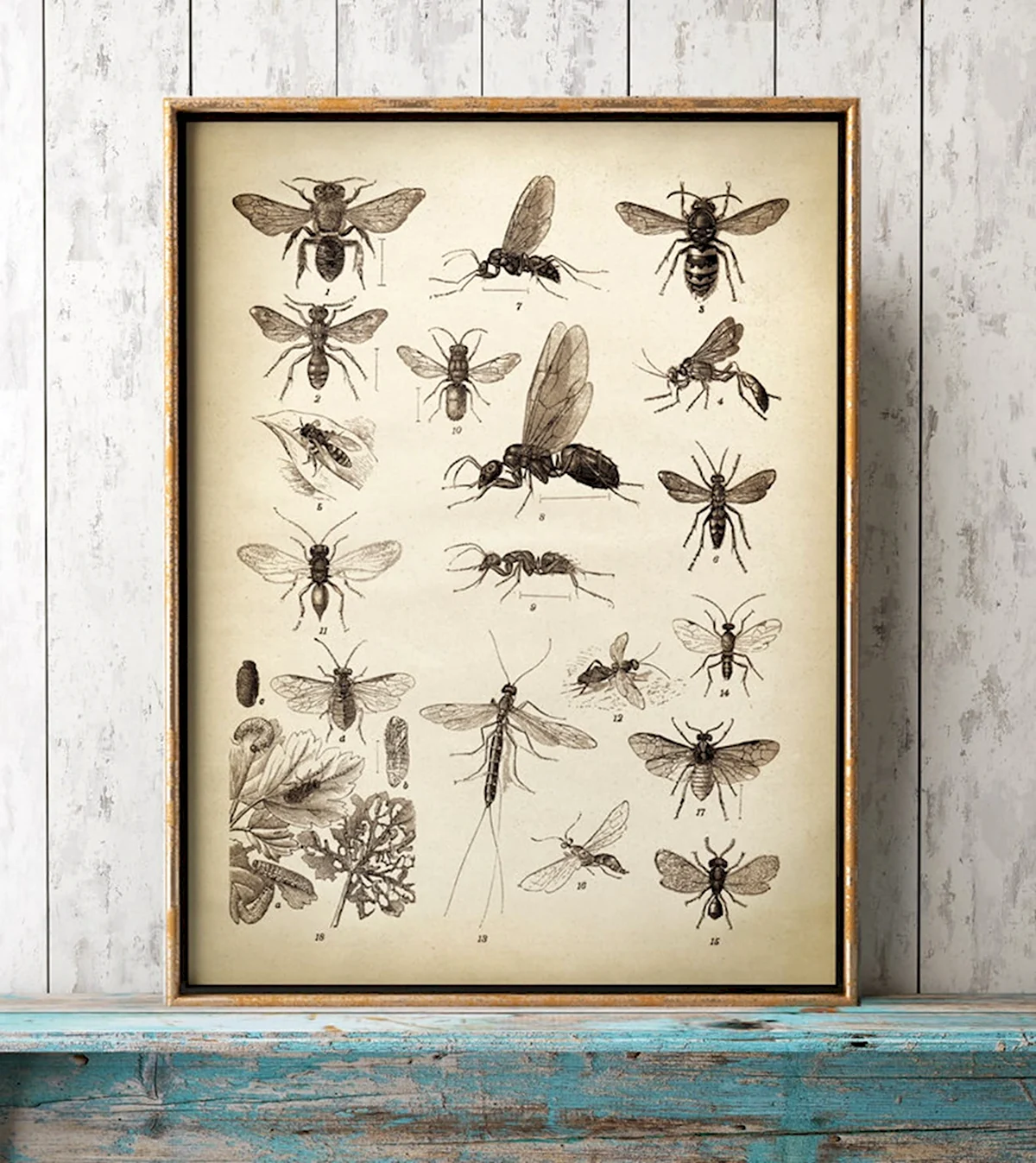 Постер насекомые