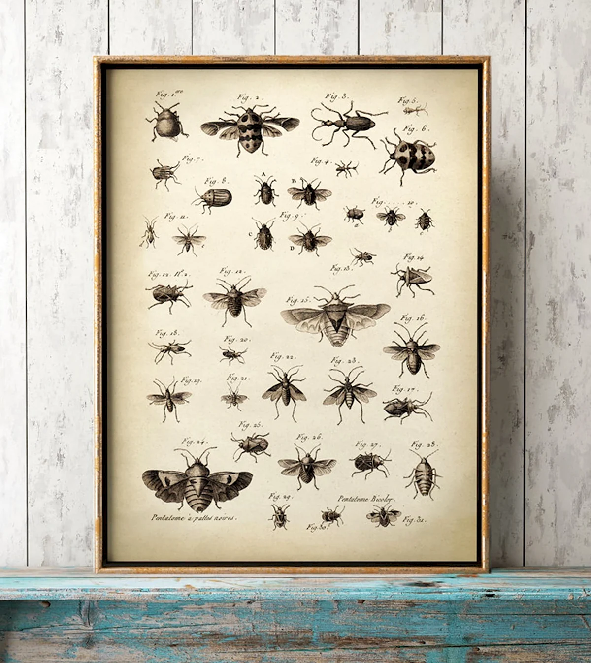 Постер насекомые