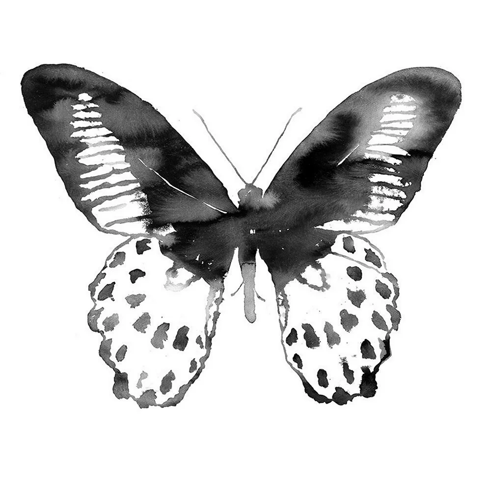 Постеры бабочки черно белые