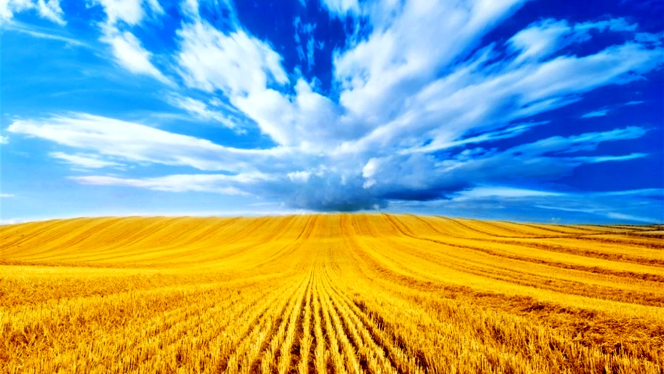 Пшеничное поле флаг Украины